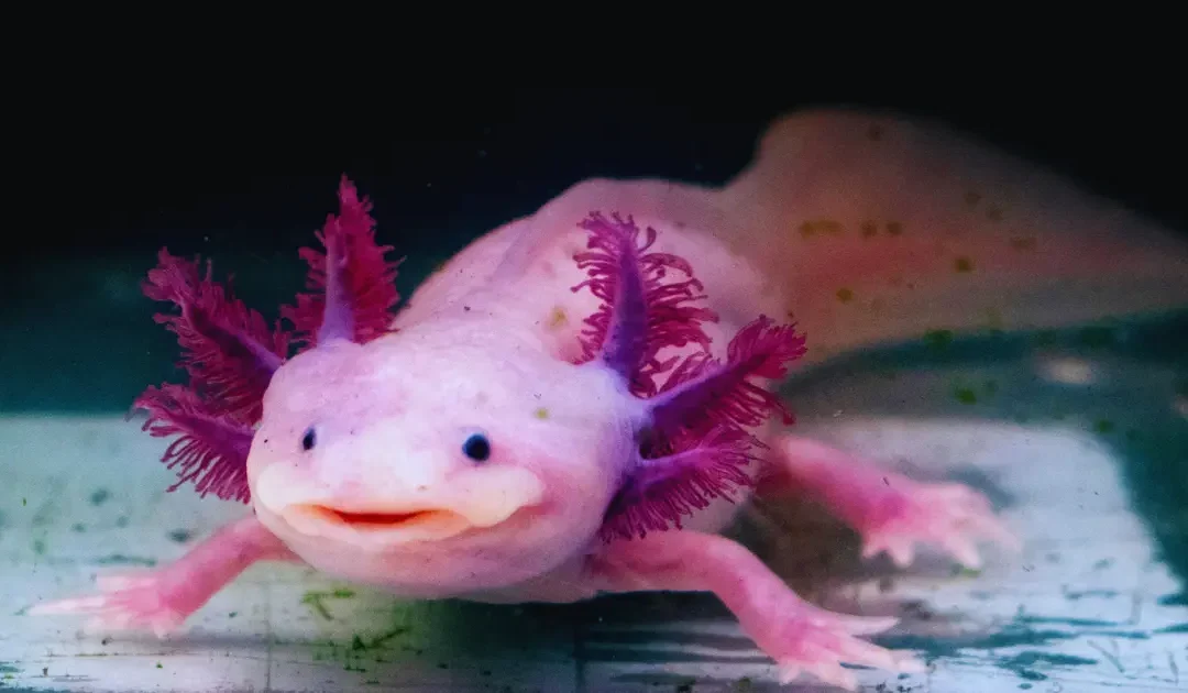 Axolotl 1080x630