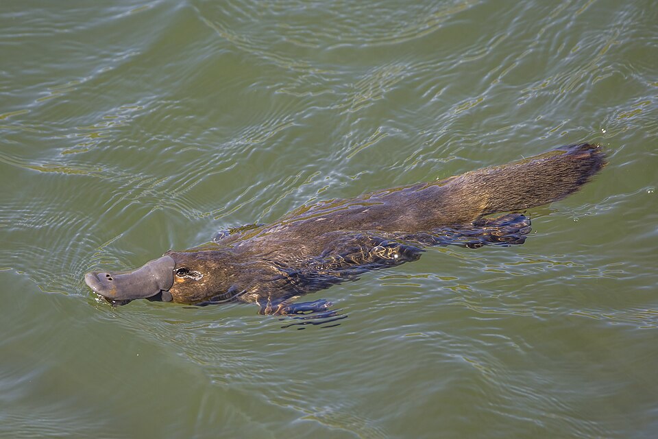 Duck billed platypus (Ornithorhynchus anatinus) Scottsdale