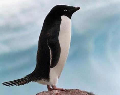 Adelie penguin3