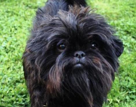 Affenpinscher dog1