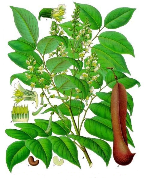 Myroxylon balsamum Köhler–s Medizinal Pflanzen