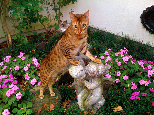 640px Bangie the Bengal Cat