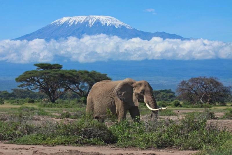 Tanzania kilimanjaro tour elephant and mt. kilimanjaro globeinter somak planet tours bobby tours