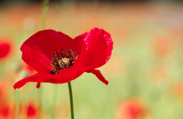Remembrance day uk