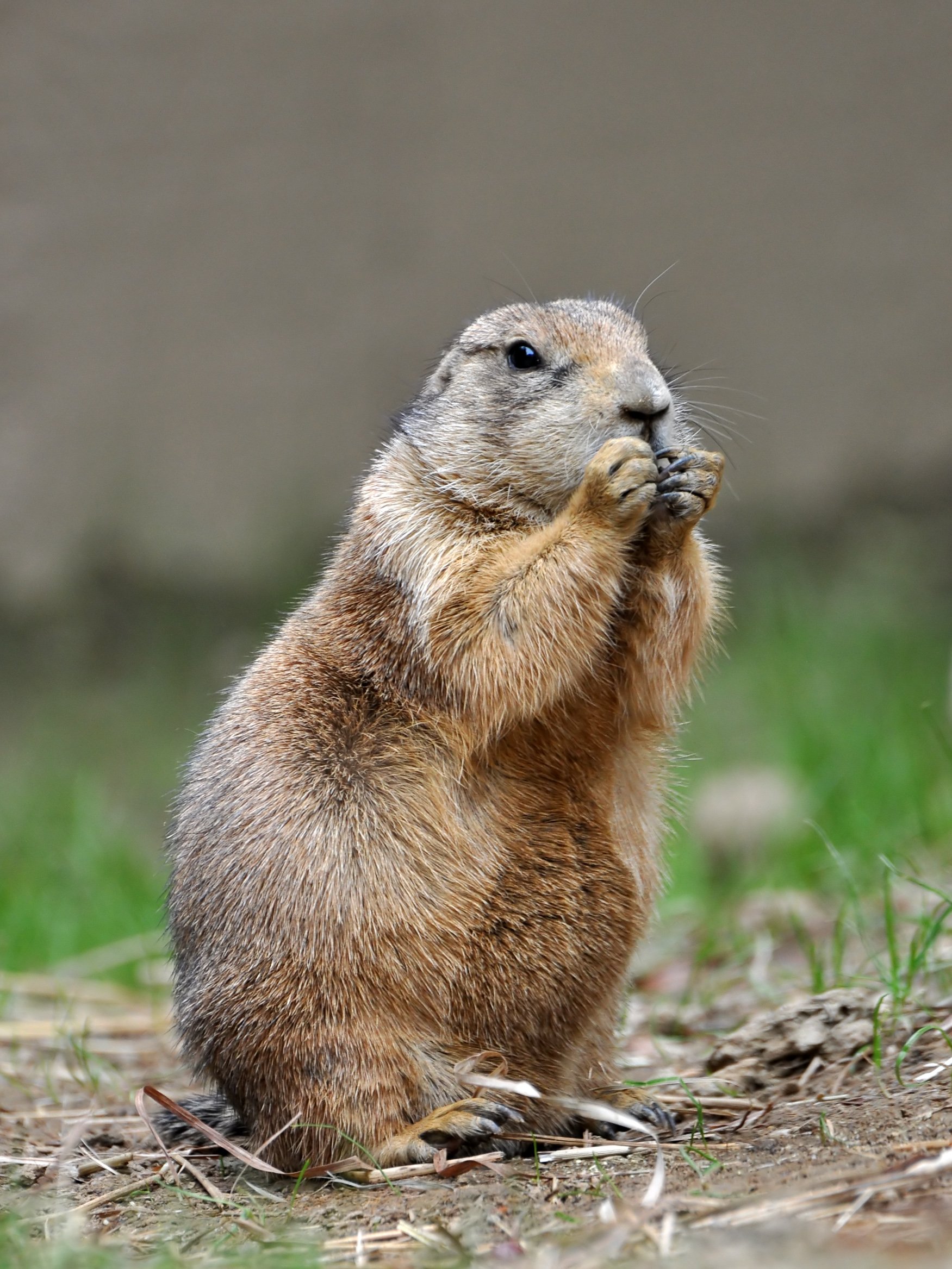 Black Tailed Prairie Dog